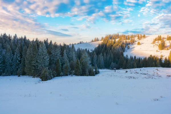 Fichtenwald Auf Den Schneebedeckten Hügeln Abendlicht Bergige Landschaft Winter Frostiges — Stockfoto
