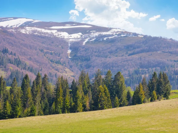 Landschaft Mit Bewaldeten Bergen Nadelbäume Auf Den Grasbewachsenen Hügeln Warmen — Stockfoto