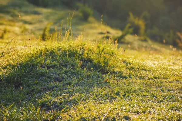 露は草の刃に落ちる 夏の自然背景 — ストック写真