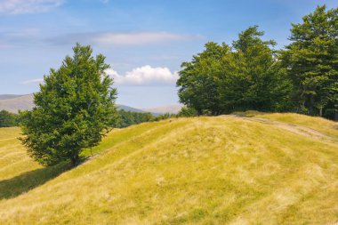 Çimenli yamaçtaki ağaç. Dağlık kırsal alan manzarası. bulutlu yaz gökyüzü