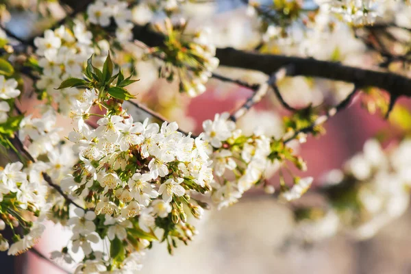 Parkta Dekoratif Elma Çiçeği Beyaz Çiçekli Doğa Arkaplanı — Stok fotoğraf