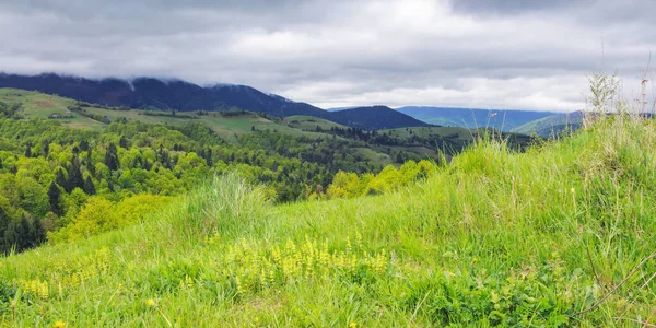 Grassy Meadows Hills Ukrainian Highlands Carpathian Countryside Landscape Springtime — Stock Photo, Image