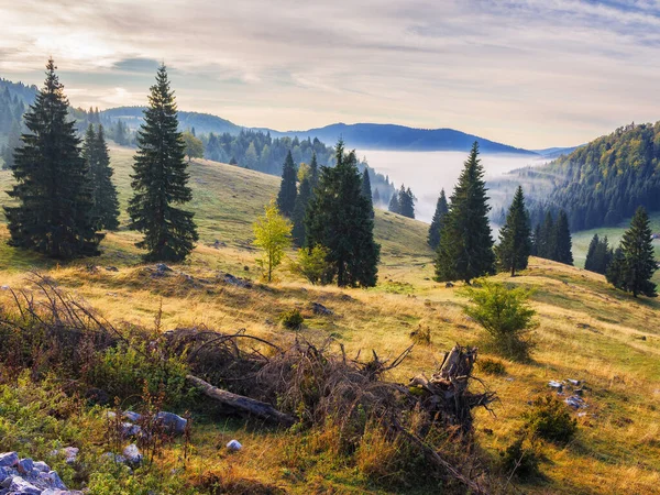 Mgła Dolinie Drzewami Trawiastym Wzgórzu Piękny Krajobraz Górski Jesienią Mgliste — Zdjęcie stockowe