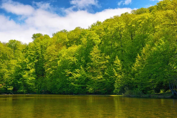 田舎の池の風景 水面に映る森 春の晴天 — ストック写真