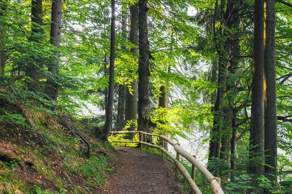 Leśny Szlak Pięknej Leśnej Scenerii Tło Natury Lecie — Zdjęcie stockowe
