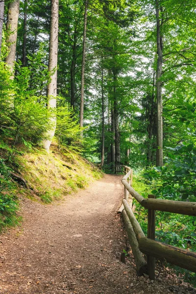 Prachtig Zomers Bospark Met Groen Pad Landschap Met Omheining Langs — Stockfoto