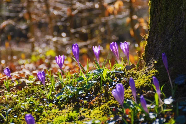 Closeup Blooming Wild Crocus Garden Outdoor Background Spring — Stock Photo, Image