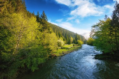Sisli bir sabahta dağ nehri. Baharın başında sisli doğa manzarası. Kıyı boyunca ağaçlar