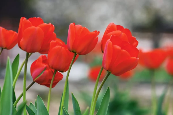 Een Stel Rode Tulpen Buiten Mooie Buitensamenstelling — Stockfoto