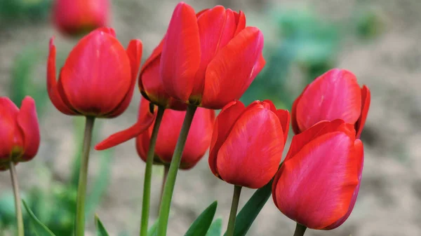 Bunch Red Tulips Sunny Day Warm April Day — Stock Photo, Image