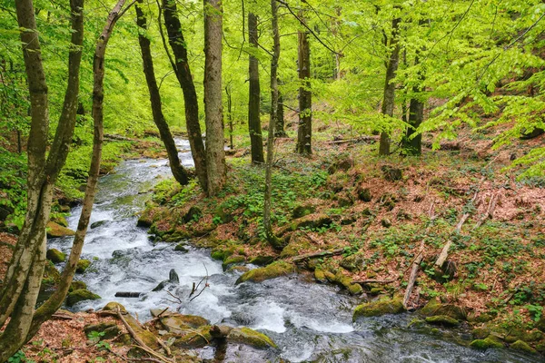 Fluss Wald Zwischen Geröll Natur Freien Frühling Ökologie Und Frischwasserkonzept — Stockfoto