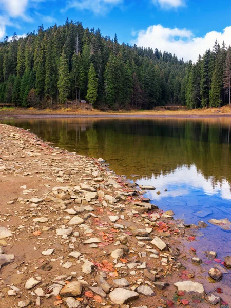 Coniferous Forest Lake Beautiful Autumn Landscape Sunny Day — Stock Photo, Image
