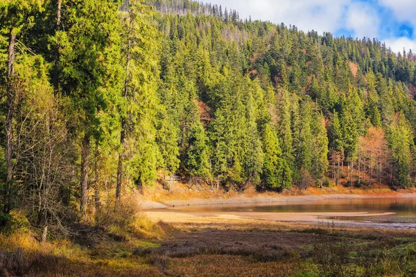 Coniferous Forest Lake Beautiful Autumn Landscape Sunny Day — Stock Photo, Image
