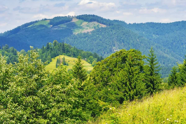 Naturlandschaft Mit Bewaldeten Hügeln Karpaten Sommer — Stockfoto