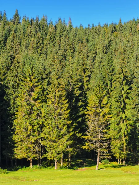 Park Karpatských Jehličnatých Lesích Krásná Přírodní Scenérie Podzimní Sezóně — Stock fotografie