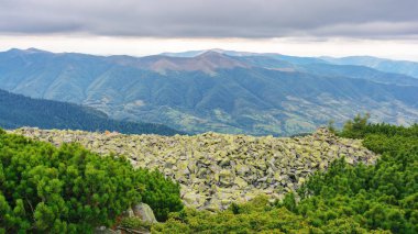 Sonbaharda Karpat Dağları 'nın yuvarlanan tepeleri. Güzel Ukrayna manzarası bulutlu bir günde