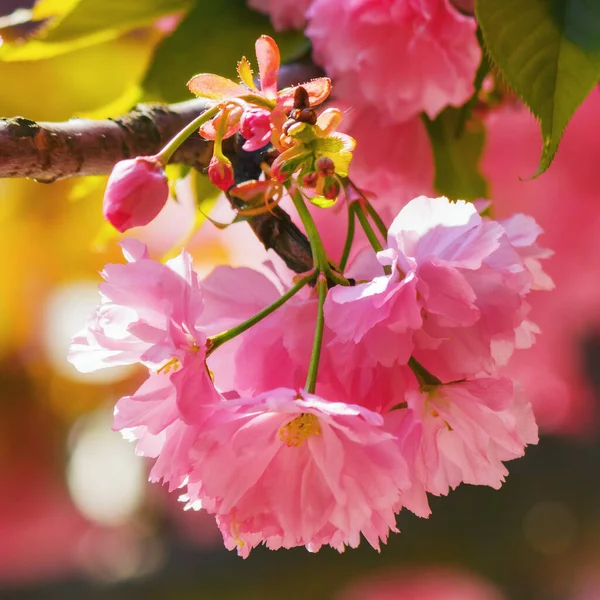 Цветущий Цветок Сакуры Крупным Планом Весеннее Приветствие — стоковое фото
