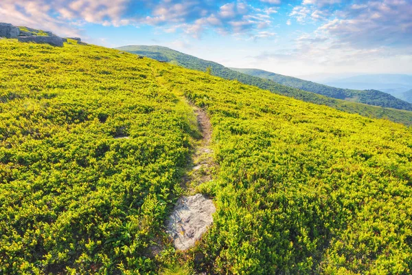 Narrow Trail Path Alpine Meadow Beautiful Rolling Landscape Ukrainian Carpathians — Stock Photo, Image