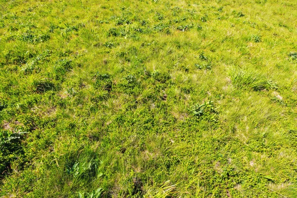 봄에는 풀밭을 배경으로 자연적 — 스톡 사진