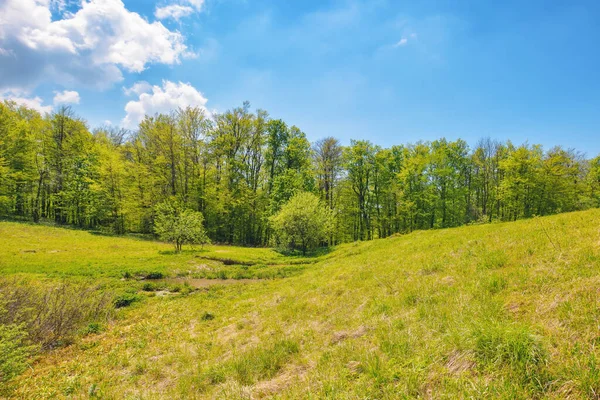 Carpathian Countryside Forested Hills Wide Grassy Glade Surrounded Beech Forest — Stock Photo, Image