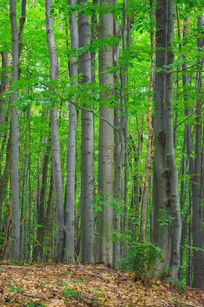 Tutkia Karpaattien Metsien Erämaalaismaisemia Polku Puiden Välissä Luonto Tausta Vihreä — kuvapankkivalokuva