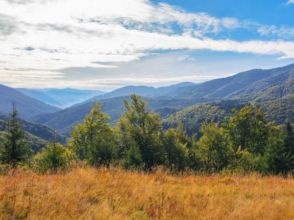 Stromy Travnatém Kopci Hornatá Karpatská Krajina Počátkem Podzimu Slunečný Den — Stock fotografie