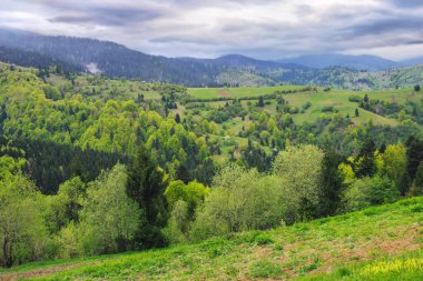 cloudy green mountain landscape in spring. trees on the grassy hills