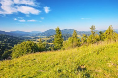 Dağlarda çayır olan kırsal bir manzara. Sabah vakti çimenli tepedeki ağaçlar
