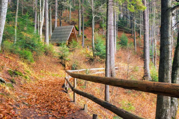 Lesní Příroda Pozadí Malebné Podzimní Období Listoví Podzimních Barvách — Stock fotografie