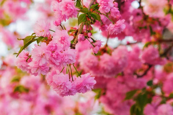 Fleur Cerisier Sur Branche Temps Ensoleillé Printemps — Photo