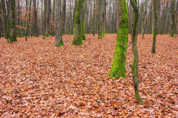 森林自然を背景に 風光明媚な秋の季節 紅葉の葉 — ストック写真