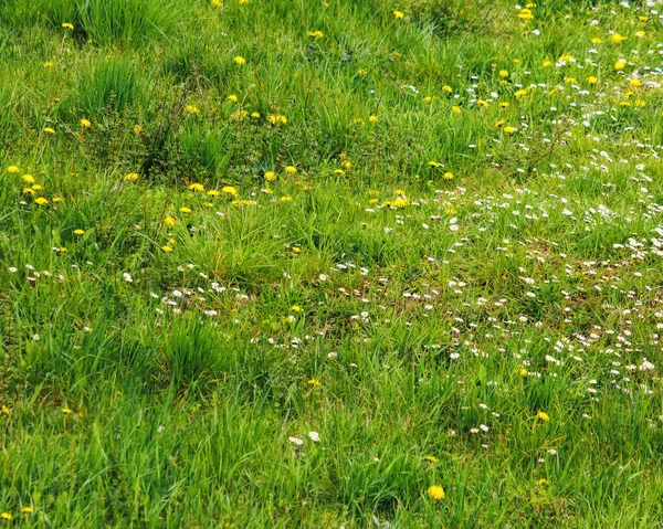 Primavera Verde Prato Sfondo Struttura Esterna Erbosa — Foto Stock