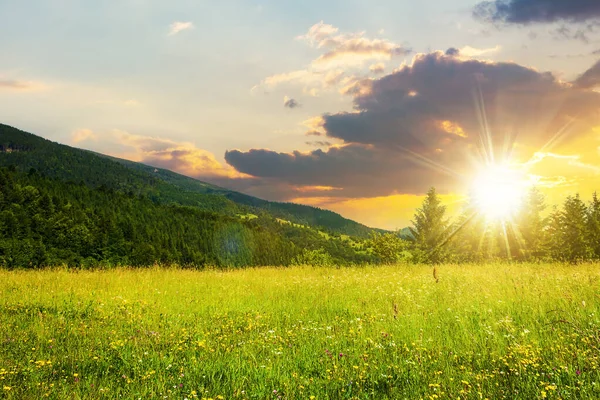Louka Jedlemi Horách Létě Při Západu Slunce Krásná Krajina Večerním — Stock fotografie