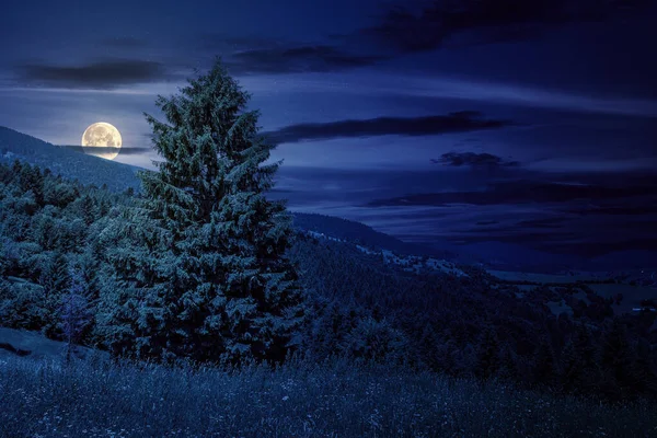 夏は山の中の針葉樹林で夜はいい天気です 満月の光の中で美しい田園風景 — ストック写真