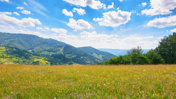 长满青草的山丘和起伏的山丘上的草地 夏天喀尔巴阡山的风景 轻飘飘的云彩映衬着田园风光 — 图库照片