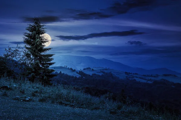 Abete Sul Bordo Schiarirsi Montagne Notte Bellissimo Paesaggio Campagna Piena — Foto Stock