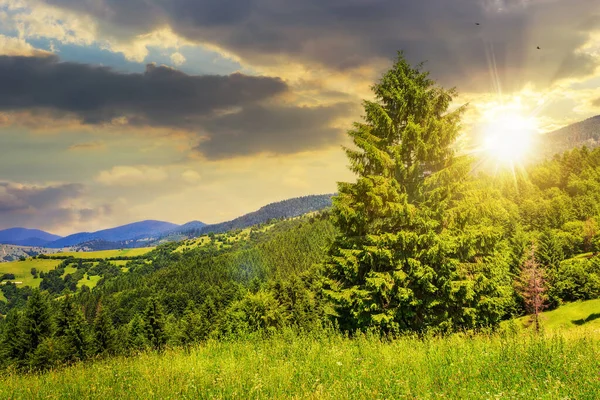 Coniferous Forest Mountains Summer Good Weather Sunset Beautiful Countryside Scenery — Stock Photo, Image