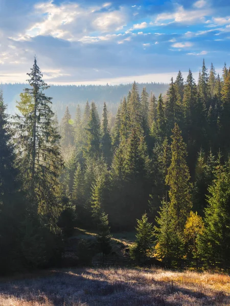 Еловые Леса Утреннем Тумане Красивый Природный Фон Осенью Погода Осенью — стоковое фото