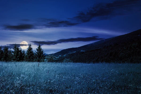 夏の夜に山の中にモミの木がある草原 満月の光の中で美しい田園風景 — ストック写真
