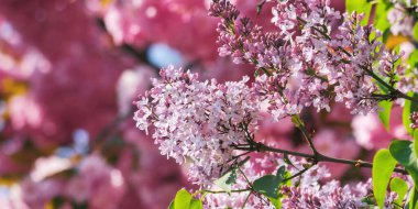 lilac blossom in front of a sakura background. spring has come