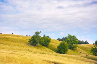 nature scenery with hills and meadows. summer landscape with beech forest in evening light