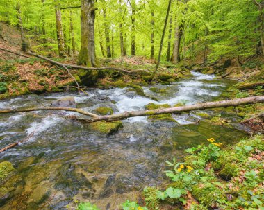 Ormandaki nehirde, taşların arasında. Baharda doğa manzarası