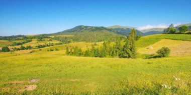 Çimenli çayırları ve otlakları olan kırsal alan. Tepedeki ağaçlar ve güneşli bir sabahta uzaktaki dağlar.