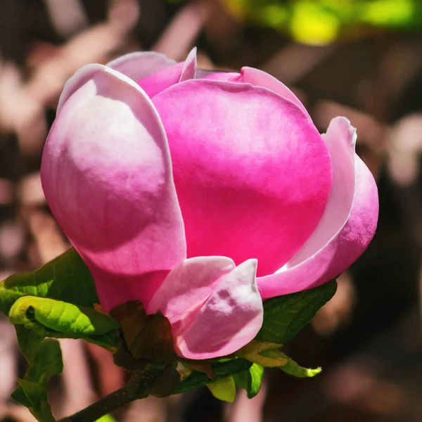 Lila Magnoliaträd Full Blom Vår Natur Bakgrund Parken — Stockfoto