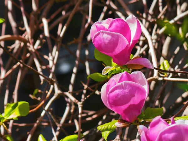 Grandi Fiori Magnolia Viola Primo Piano Sfondo Della Natura All — Foto Stock