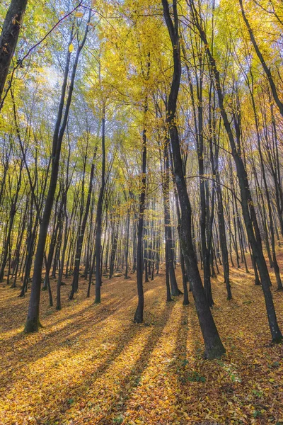 Natura Tło Pogody Sezonie Jesiennym Kolorowe Krajobrazy Lasem Słoneczny Poranek — Zdjęcie stockowe