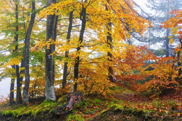 Naturaleza Clima Fondo Temporada Otoño Colorido Paisaje Con Bosque Una —  Fotos de Stock