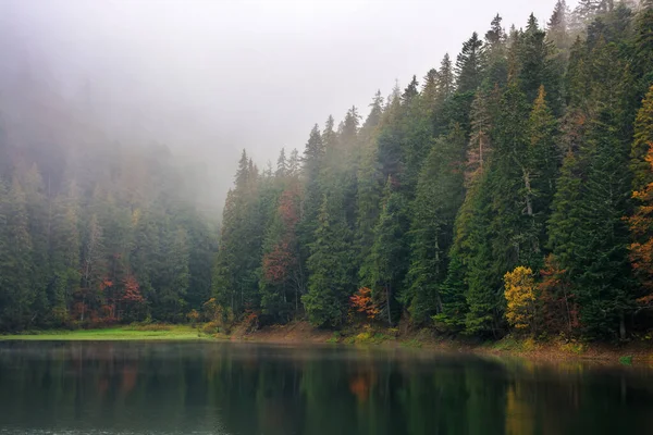 霧の中の湖のそばの森 朝の霧の天気 — ストック写真