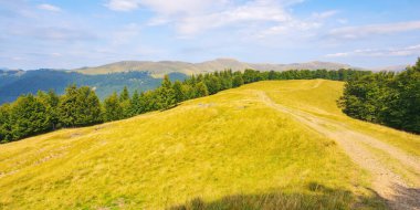 Çimenli çayırların arasından geç. Tepelerdeki kayın ormanı. Karpat dağlarının yaz manzarası