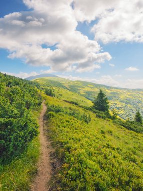 Karpat Dağları 'nın alp gezisi rotası. Yazın Petros Dağı 'nın yamacında. Ukrayna manzarasının güzelliği